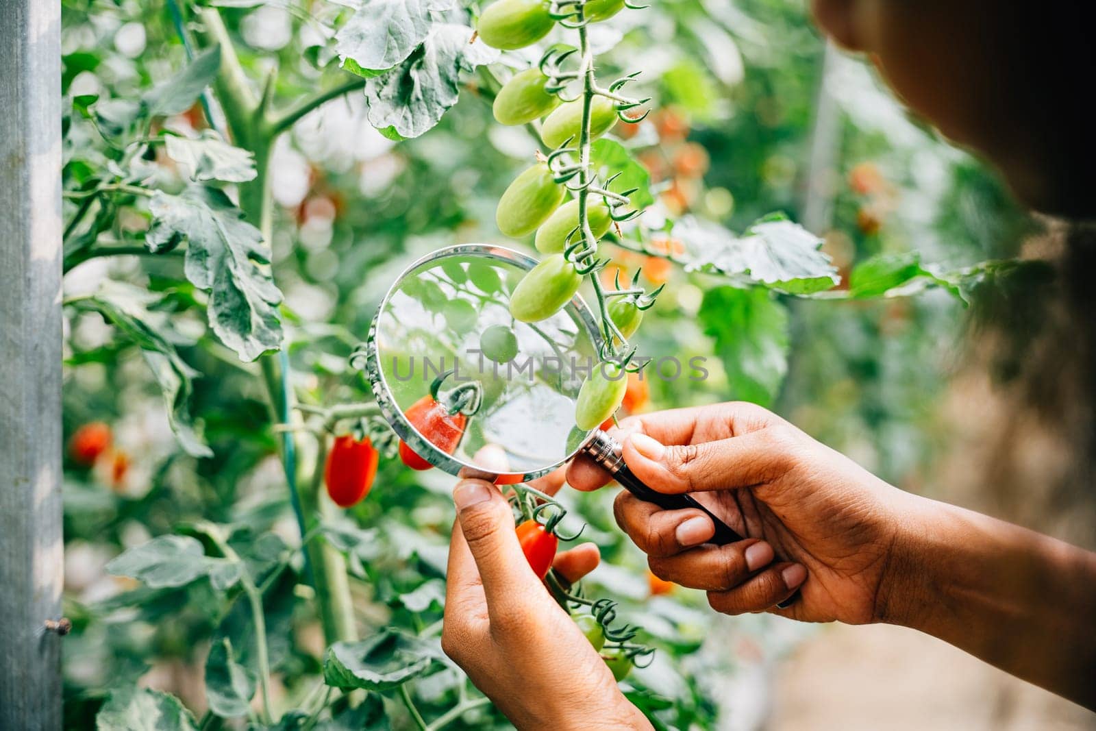 A black woman botanist inspects a tomato plant with a magnifying glass for lice ensuring vegetable quality in herbology research. Expertise and learning in plant science and farming.