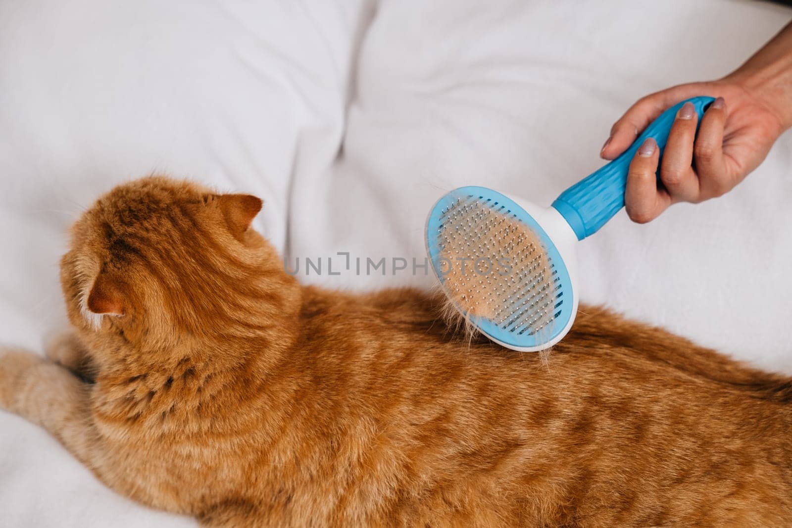 A woman holds her ginger Scottish Fold cat, brushing its long fur with affection. The cat's sleepy contentment in her hand reflects the depth of their owner-pet bond. Pat love routine