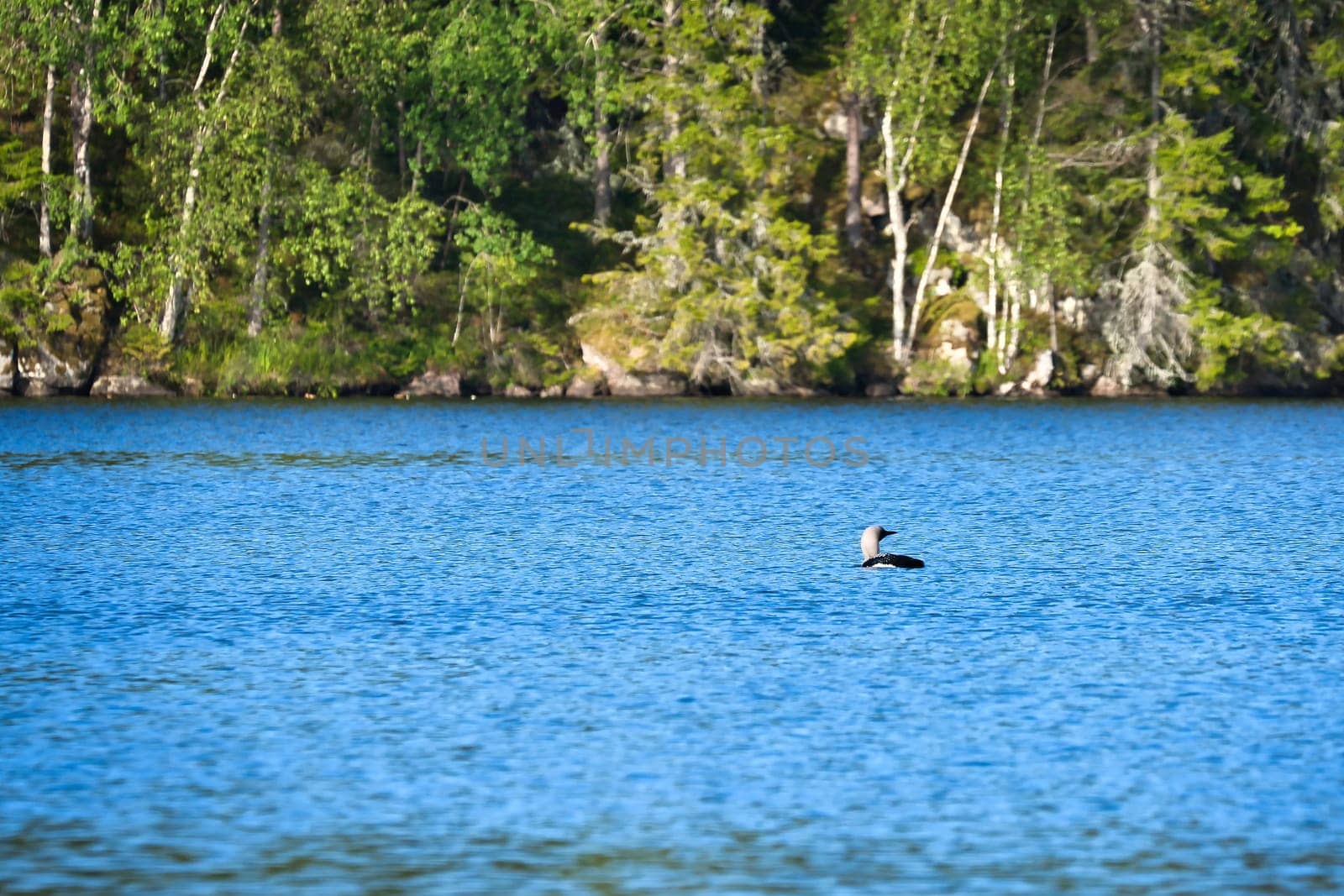 Loon, black-throated diver in a lake in Sweden with blue water and trees on the shore. Nature photo of an animal in Scandinavia