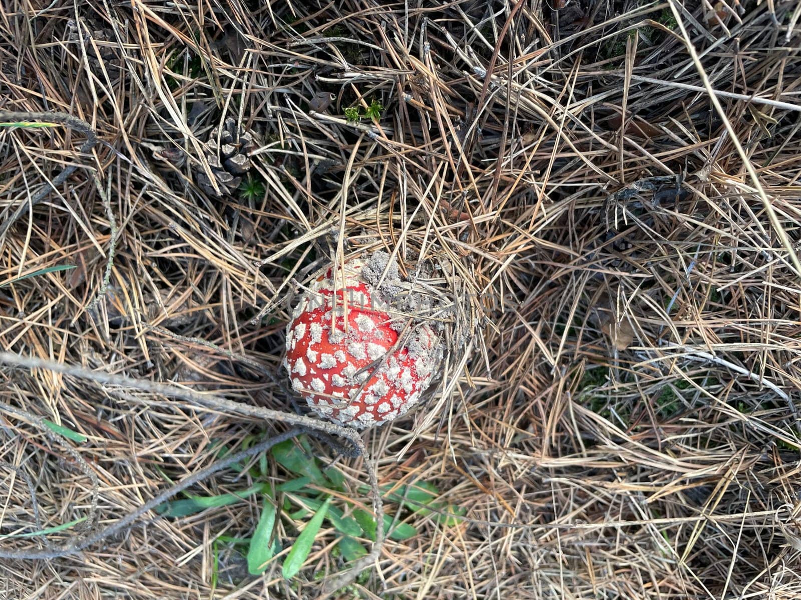 A vibrant red and white fly agaric mushroom (Amanita muscaria) stands in a lush autumn forest, surrounded by fallen leaves and earthy tones.