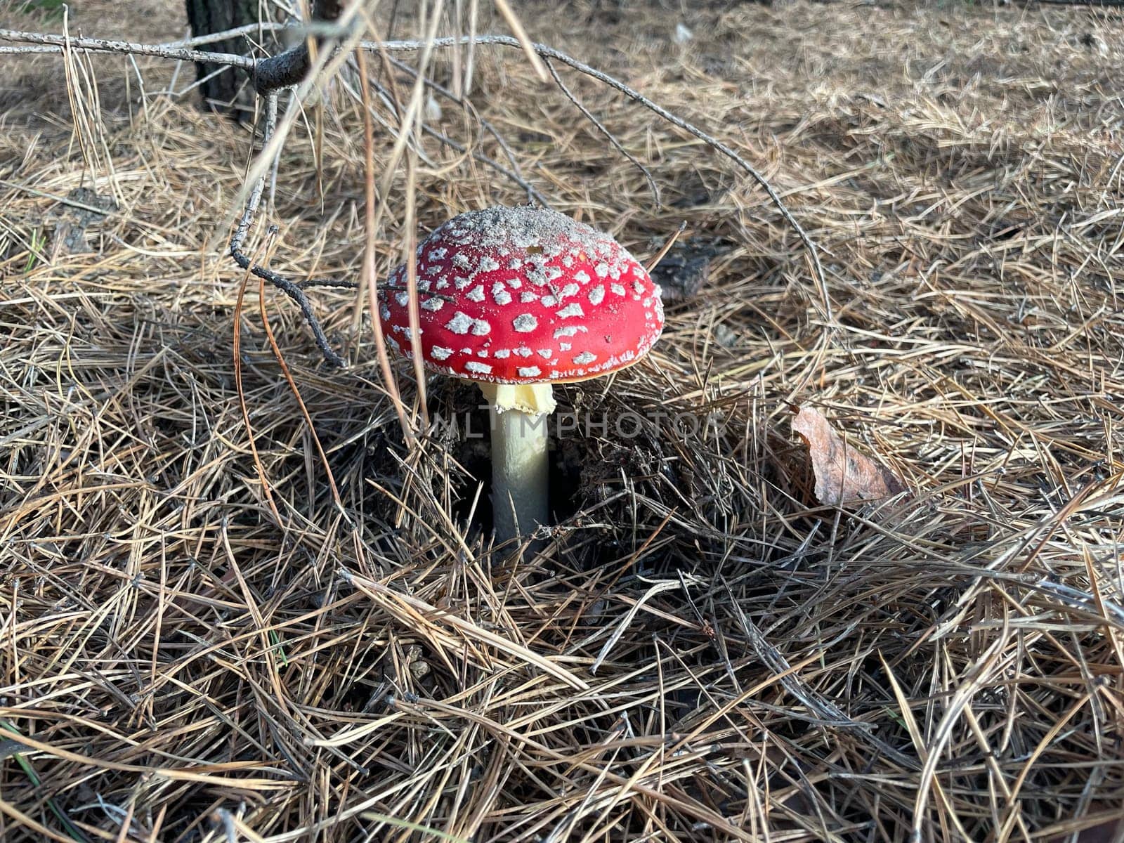 A vibrant red and white fly agaric mushroom (Amanita muscaria) stands in a lush autumn forest, surrounded by fallen leaves and earthy tones.