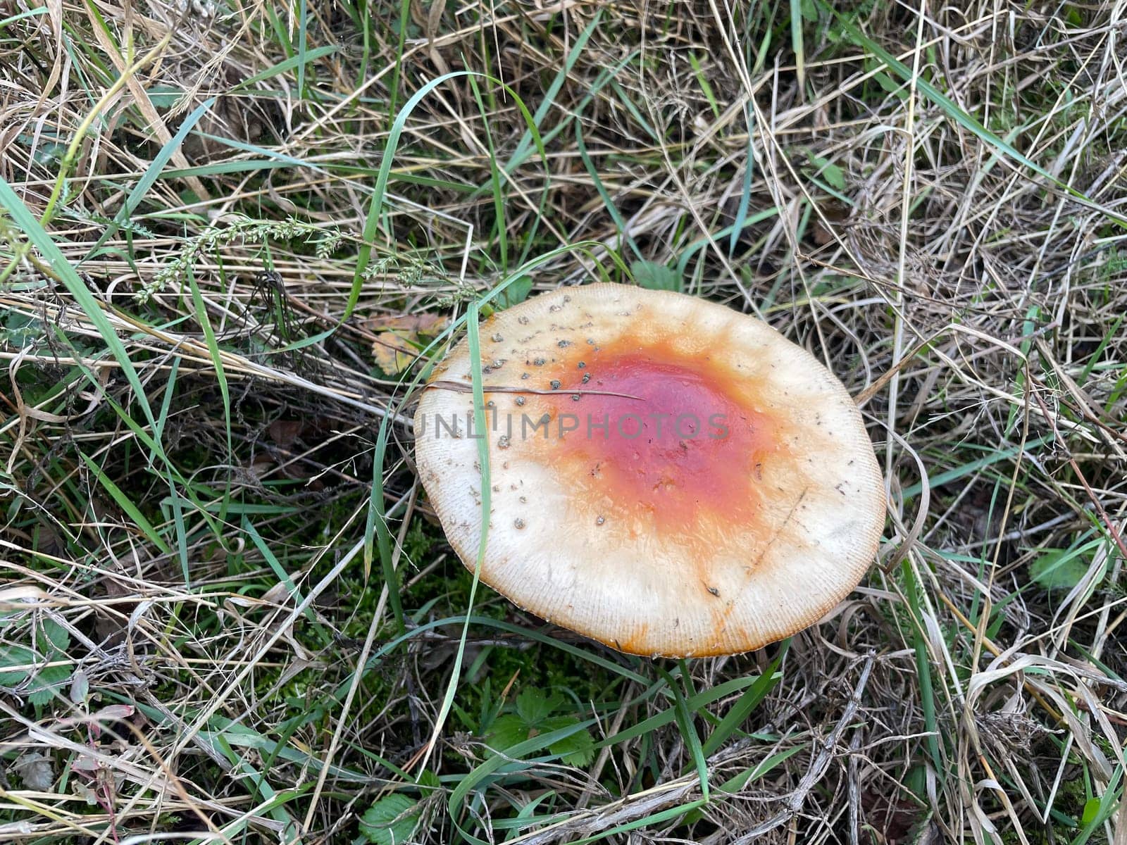 A vibrant red and white fly agaric mushroom (Amanita muscaria) stands in a lush autumn forest, surrounded by fallen leaves and earthy tones.