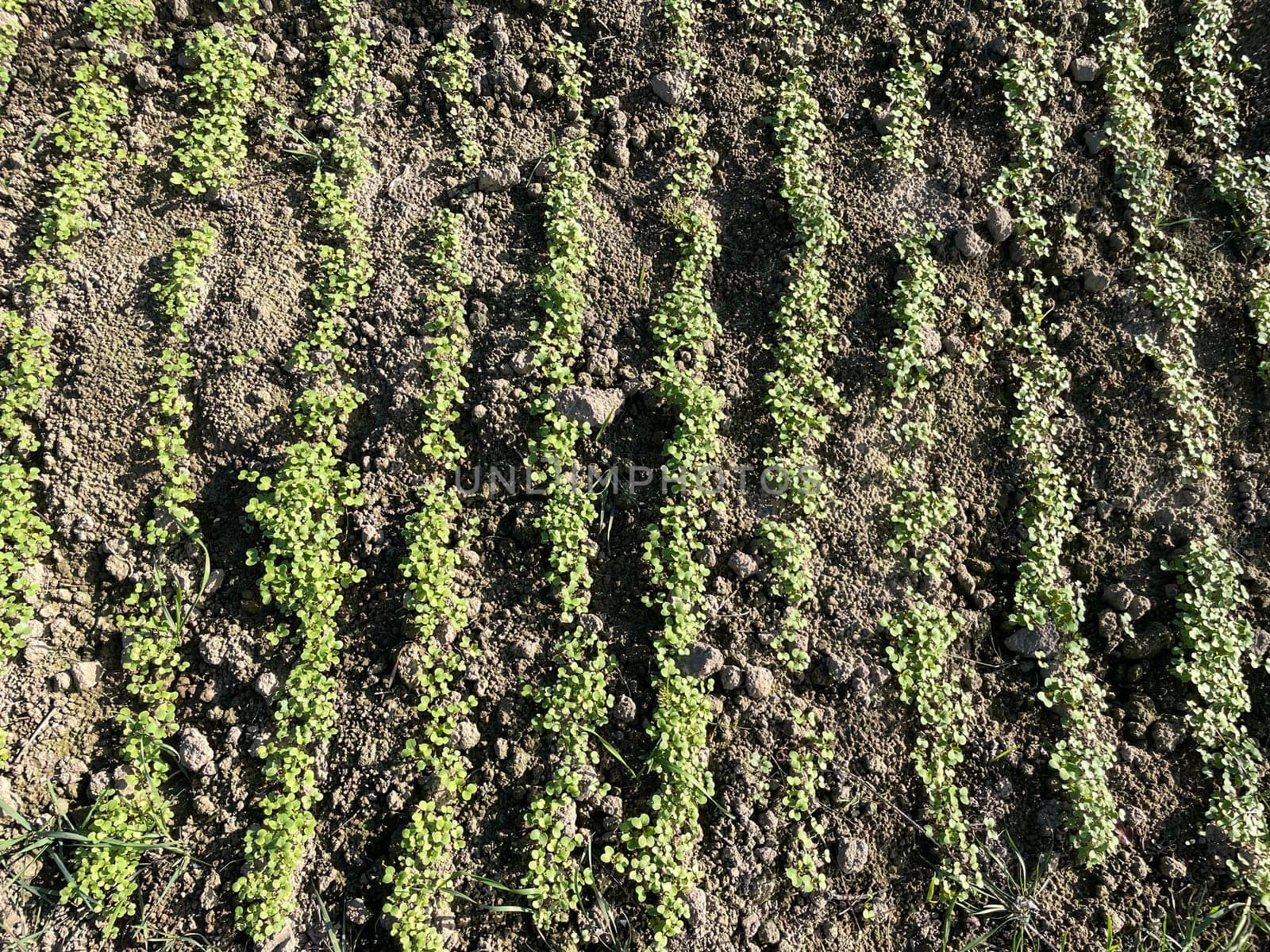Lush, green beds of cover crops used as green manure in an organic garden. These vibrant plants enrich the soil naturally, supporting sustainable gardening practices and boosting soil health for future crops.