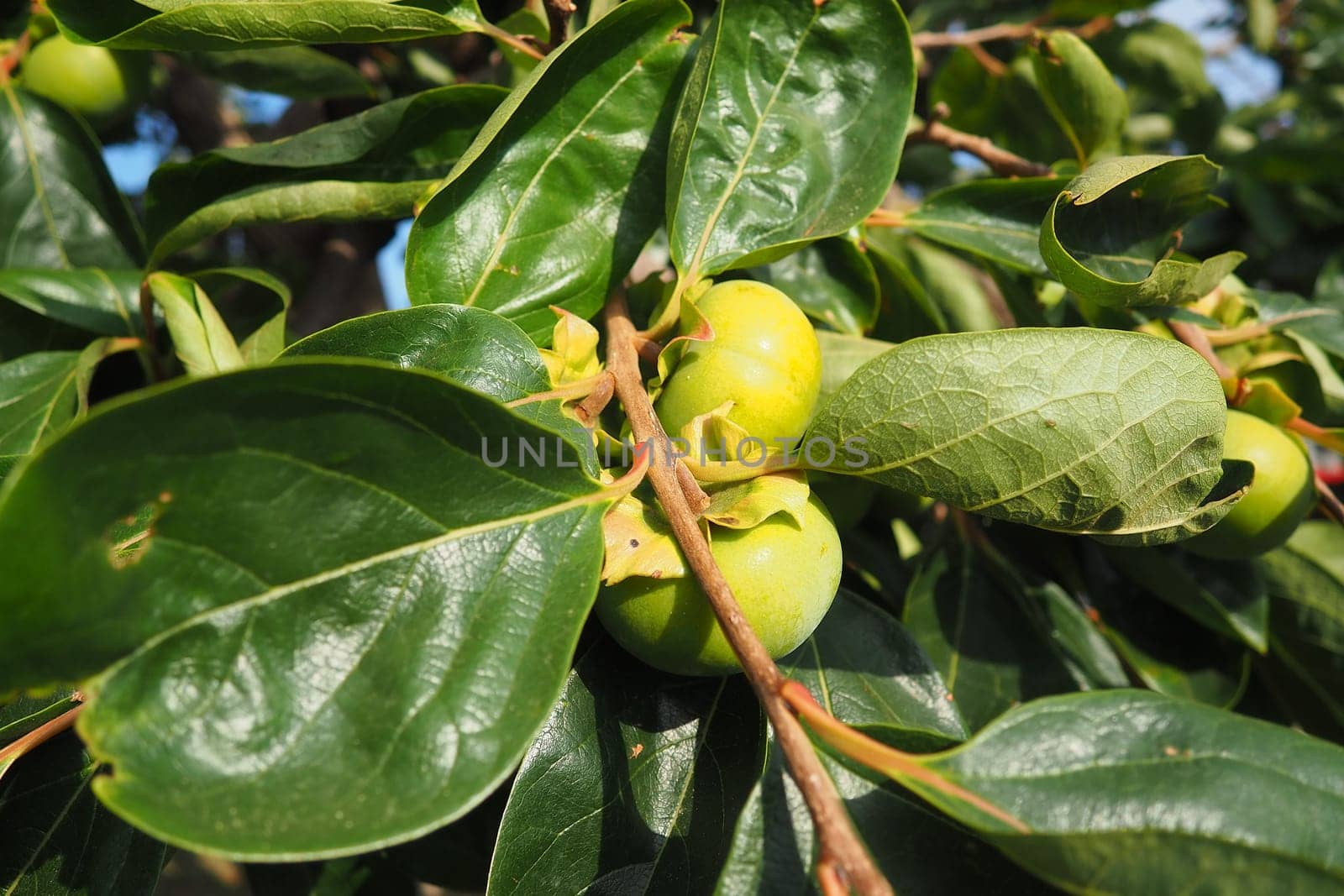 The persimmon is the edible fruit of a number of species of trees in the genus Diospyros. The most widely cultivated of these is the kaki persimmon, Diospyros kaki family Ebenaceae. Fruit on a branch.