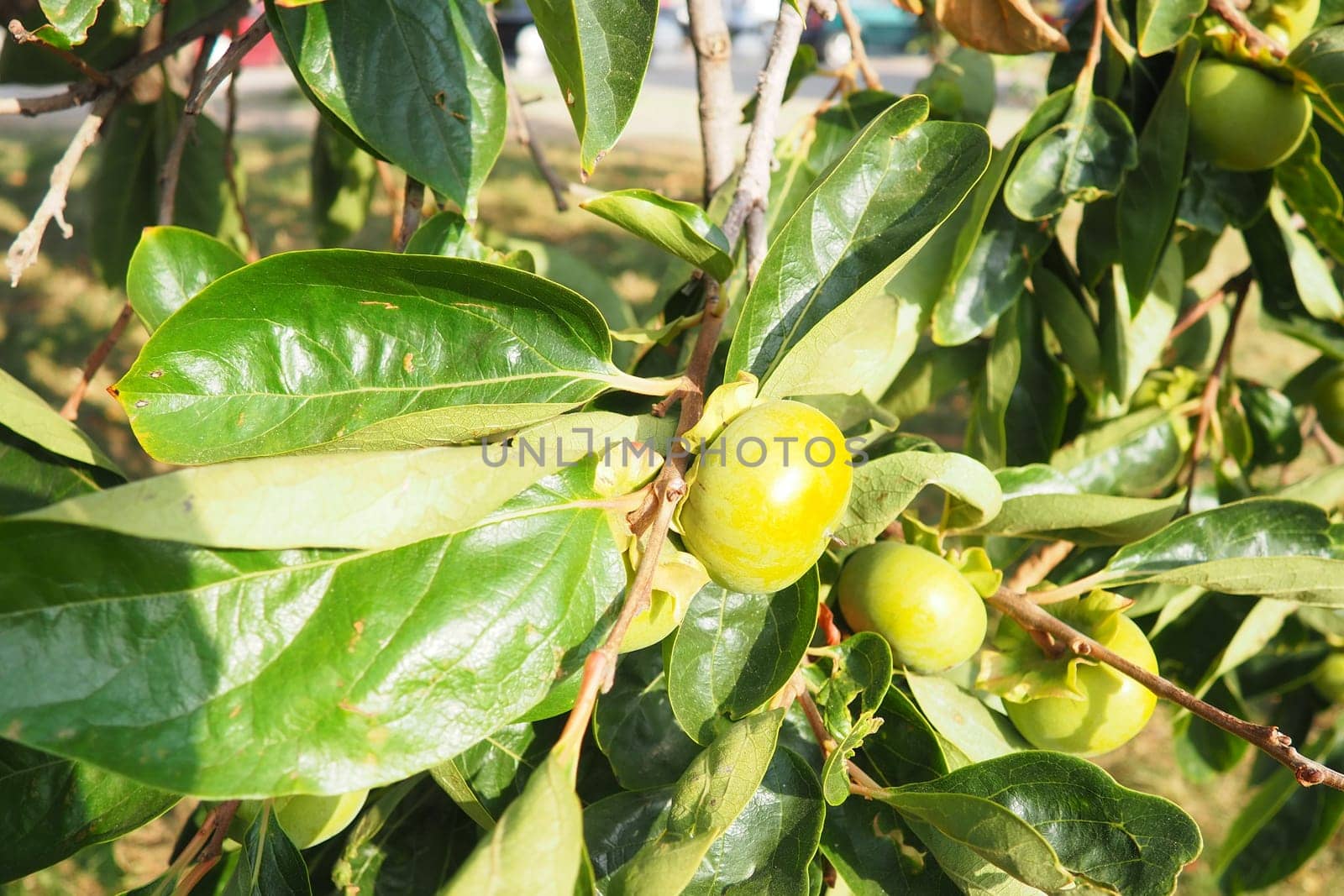The persimmon is the edible fruit of a number of species of trees in the genus Diospyros. The most widely cultivated of these is the kaki persimmon, Diospyros kaki family Ebenaceae. Fruit on a branch.