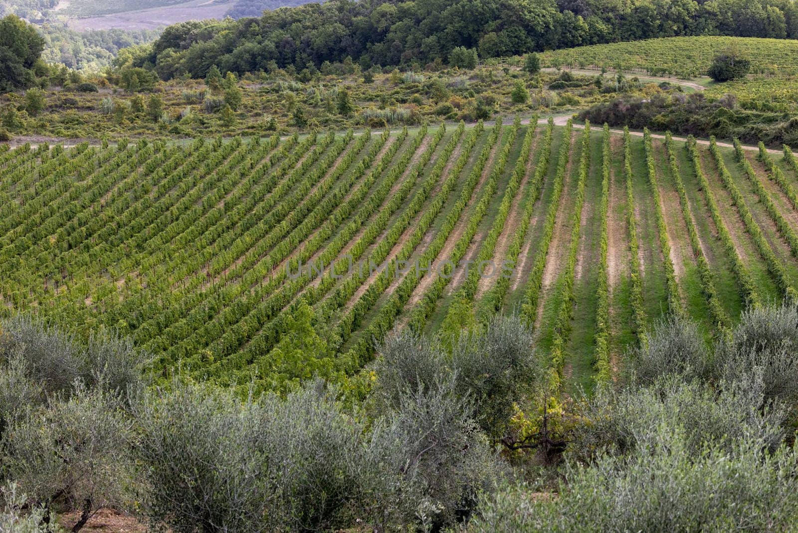The rural landscape with vineyards near Pienza in Tuscany. Italy