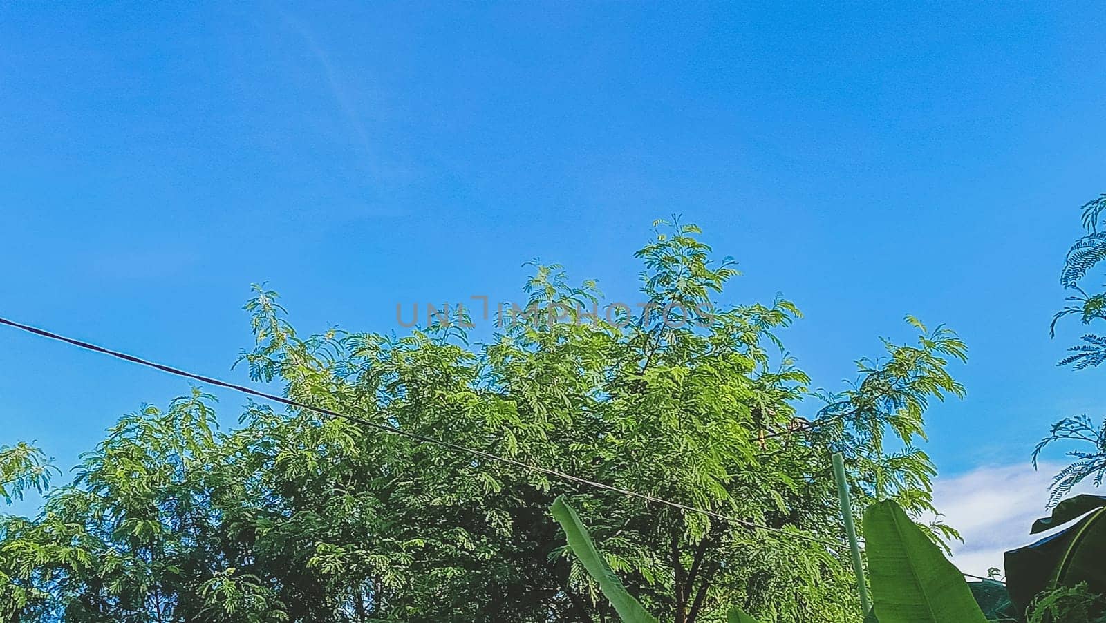 Trees with blue sky background. Green Leaves of trees shined by the sunlight shows its true color.