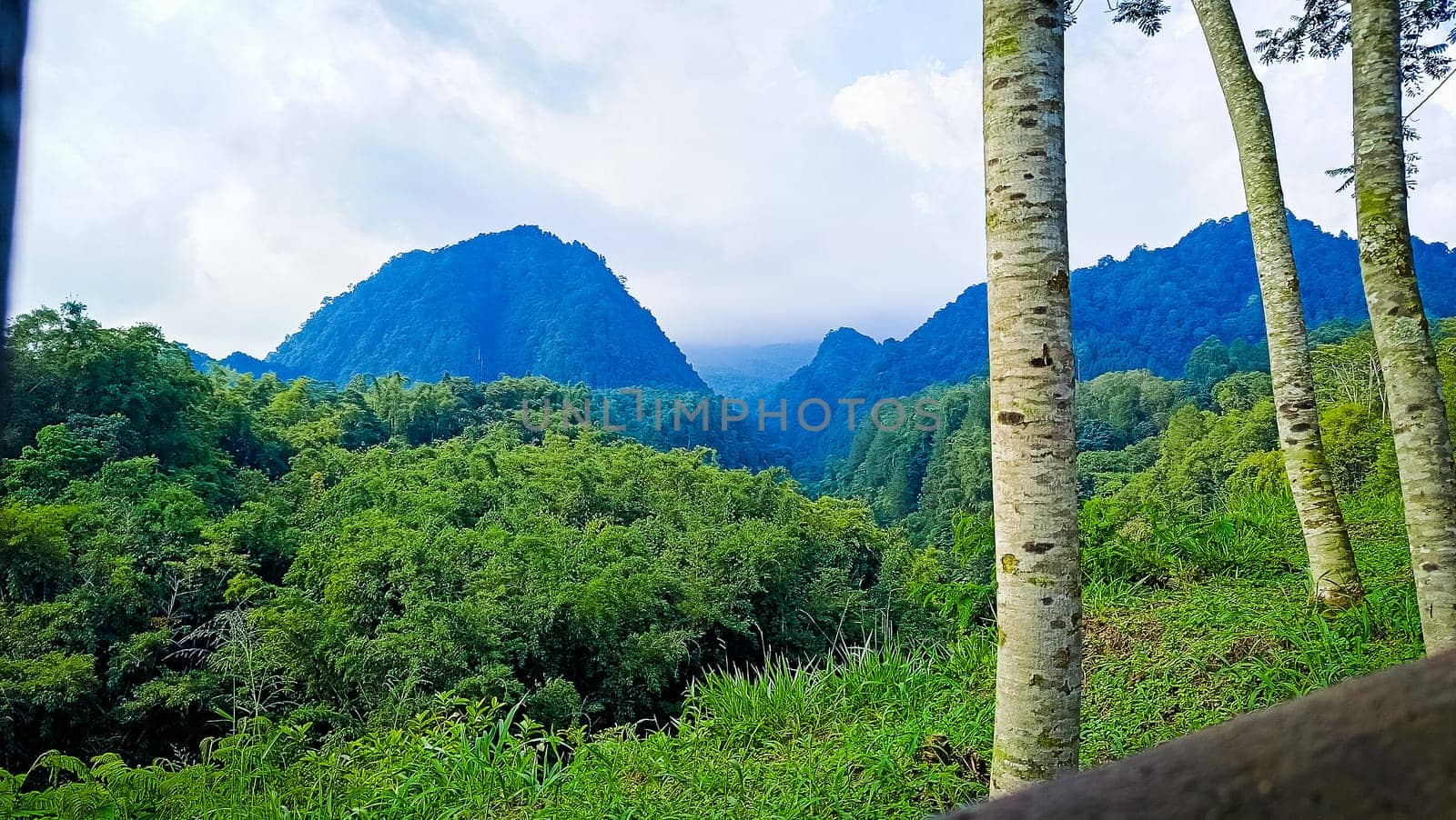 Forest and hill in Kaliurang, Sleman, Special Region of Yogyakarta, Indonesia. It shows the forest next to a hill filled with trees. This scene takes place near Merapi Volcano Mountain.