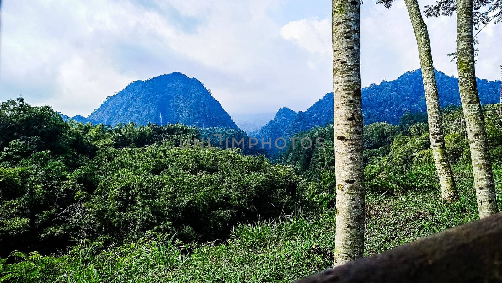 Forest and hill in Kaliurang, Sleman, Special Region of Yogyakarta, Indonesia. It shows the forest next to a hill filled with trees. This scene takes place near Merapi Volcano Mountain.