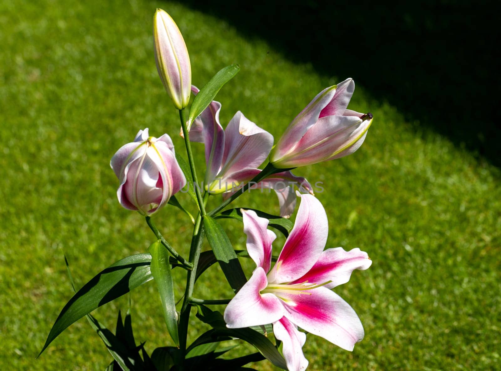 White and Red lily in the summer garden. Close-up of lily flowers.