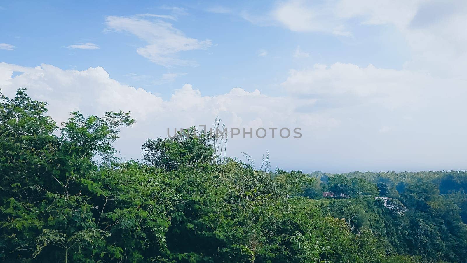 Forest and canyon in Kaliurang, Sleman, Special Region of Yogyakarta, Indonesia. It shows the forest next to a canyon. This scene takes place near Merapi Volcano Mountain.