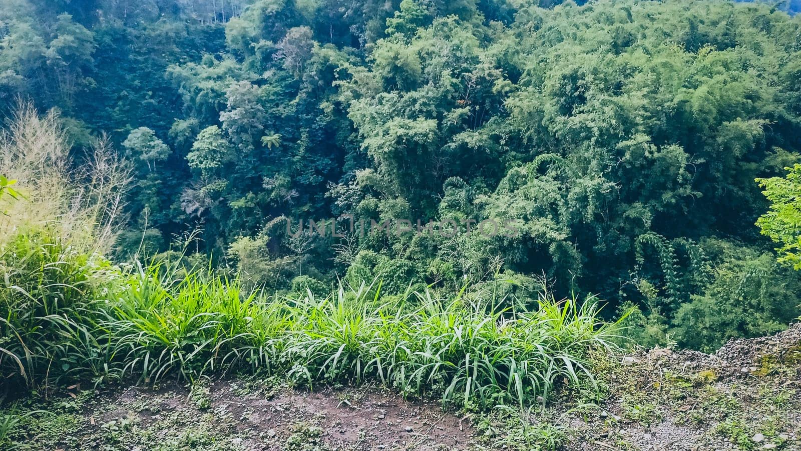 Forest and canyon in Kaliurang, Sleman, Special Region of Yogyakarta, Indonesia. It shows the forest next to a canyon. This scene takes place near Merapi Volcano Mountain.