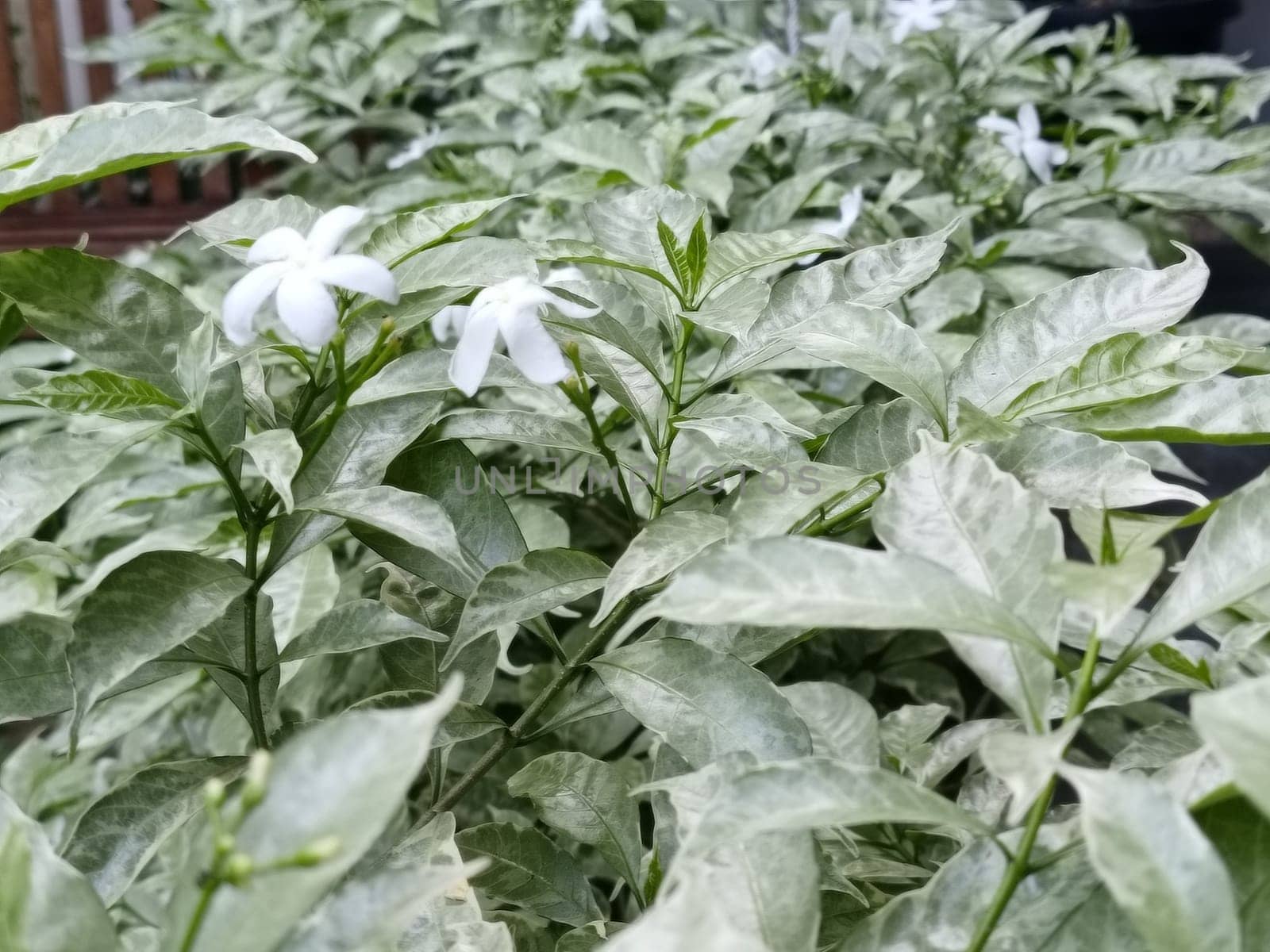 A white flower with a yellow center is on a leaf. The flower is surrounded by green leaves