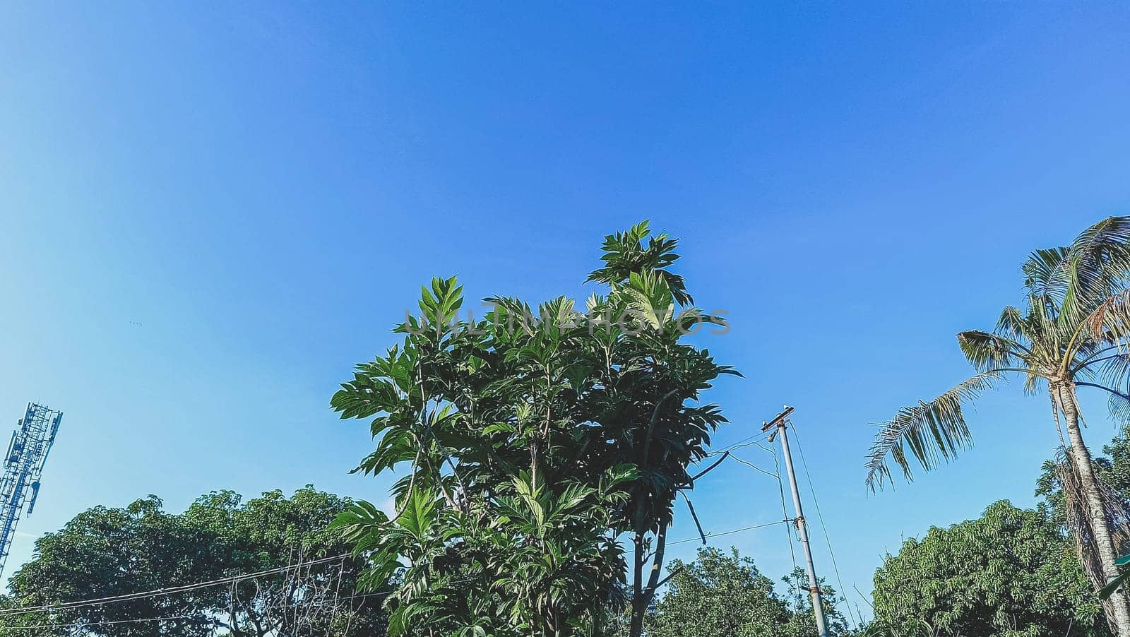 Trees with blue sky background. Green Leaves of trees shined by the sunlight shows its true color.