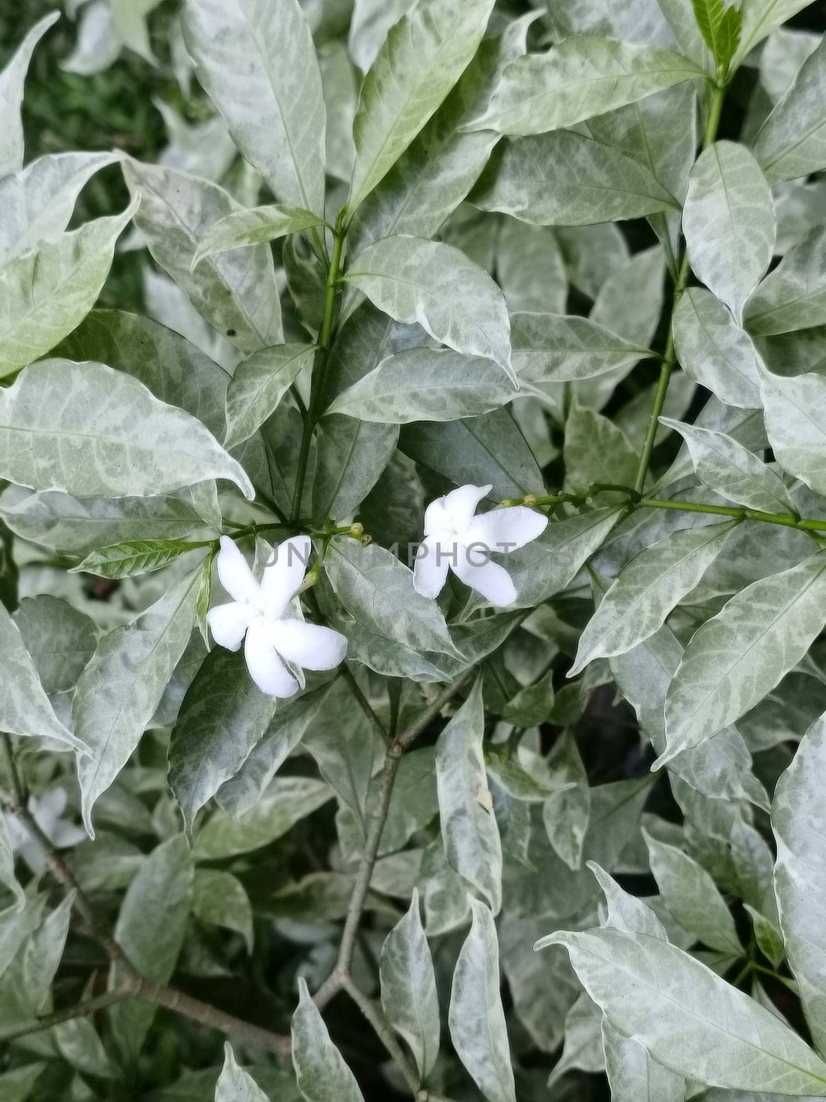A white flower with a yellow center is on a leaf. The flower is surrounded by green leaves