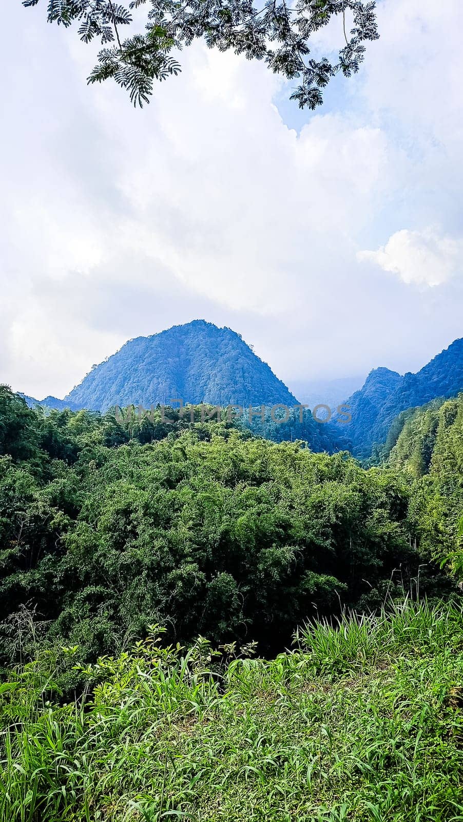 Forest and hill in Kaliurang, Sleman, Special Region of Yogyakarta, Indonesia. It shows the forest next to a hill filled with trees. This scene takes place near Merapi Volcano Mountain.