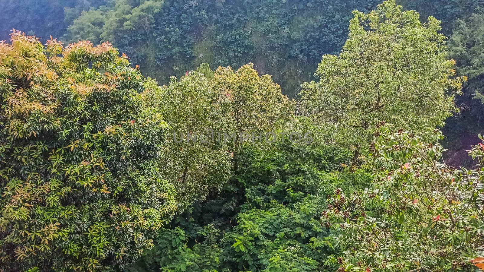 Forest and canyon in Kaliurang, Sleman, Special Region of Yogyakarta, Indonesia. It shows the forest next to a canyon. This scene takes place near Merapi Volcano Mountain.