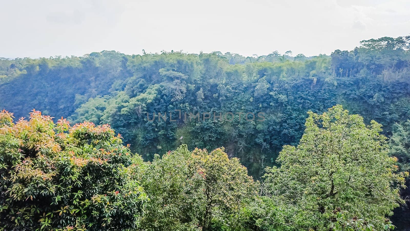 Forest and canyon in Kaliurang, Sleman, Special Region of Yogyakarta, Indonesia. It shows the forest next to a canyon. This scene takes place near Merapi Volcano Mountain.