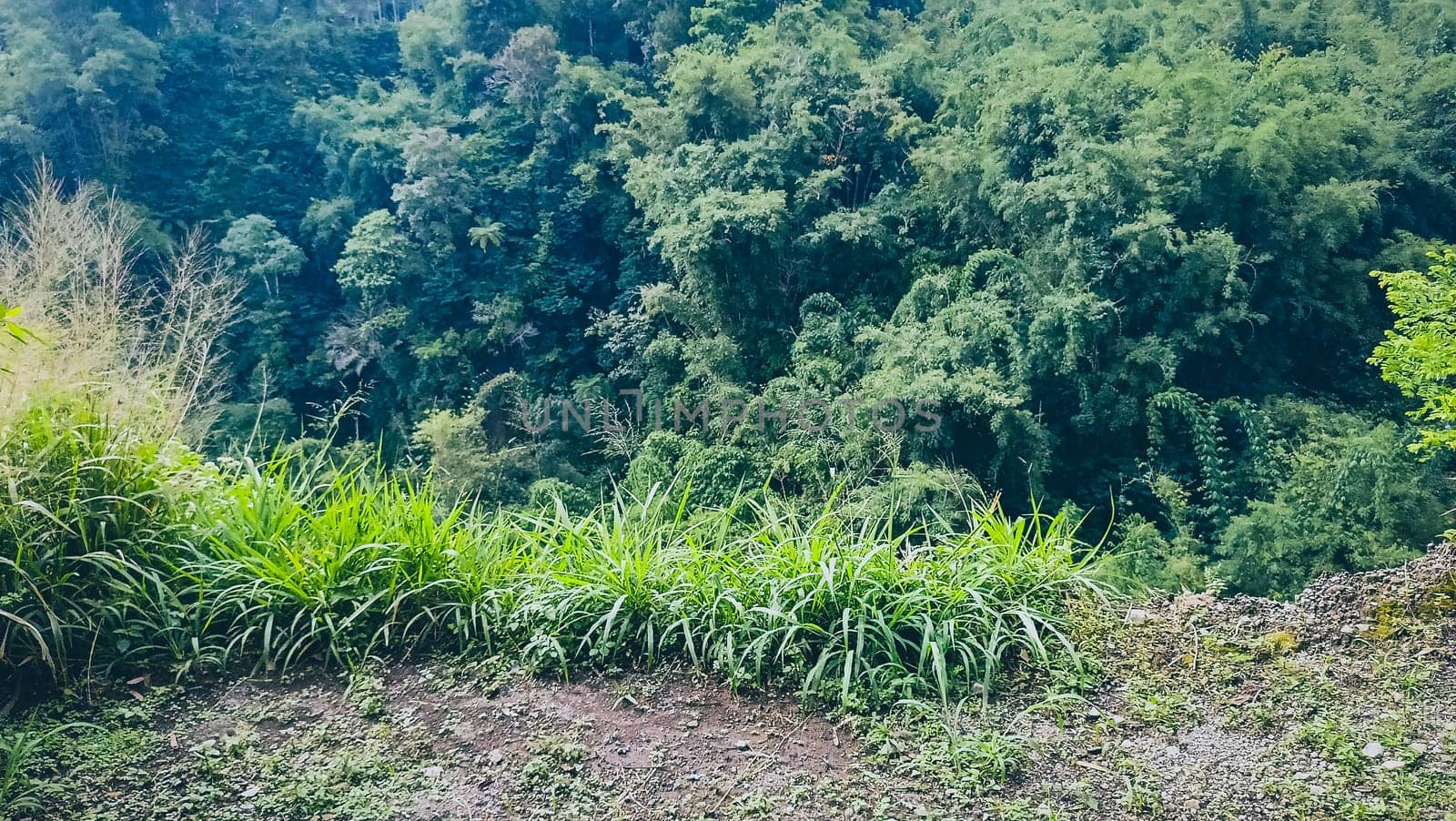 Forest and canyon in Kaliurang, Sleman, Special Region of Yogyakarta, Indonesia. It shows the forest next to a canyon. This scene takes place near Merapi Volcano Mountain.