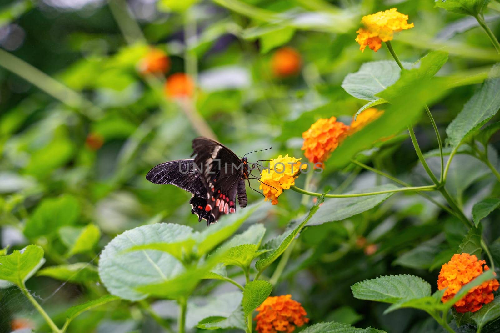 Red-spotted Swallowtail butterfly (Papilio anchisiades) on a flower