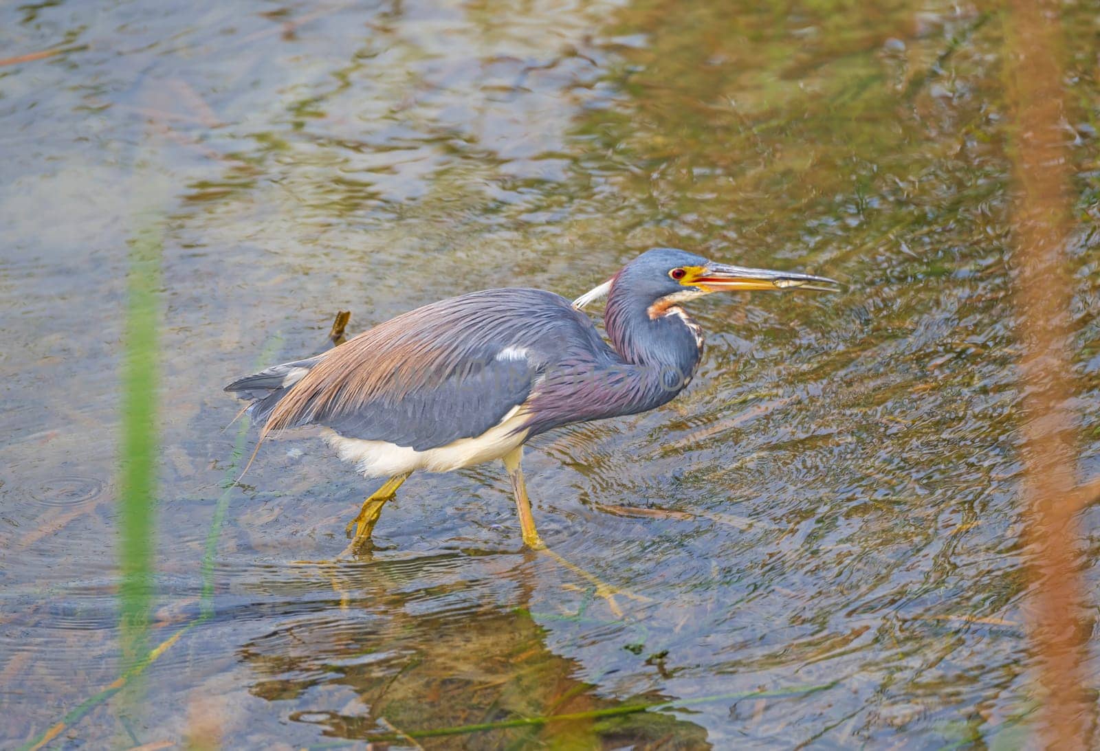 Tricolored With a Fish in Its Bill in the Port Aransas Birding Center in Texas