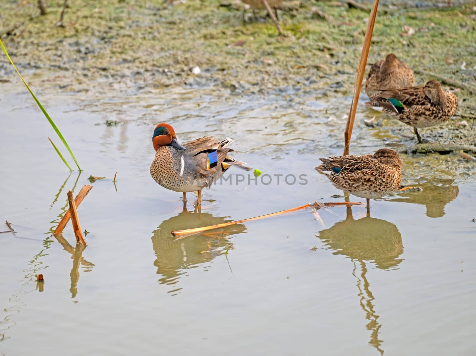 Green Winged Teal in a Tidal Pond Near Port Aransas, Texas