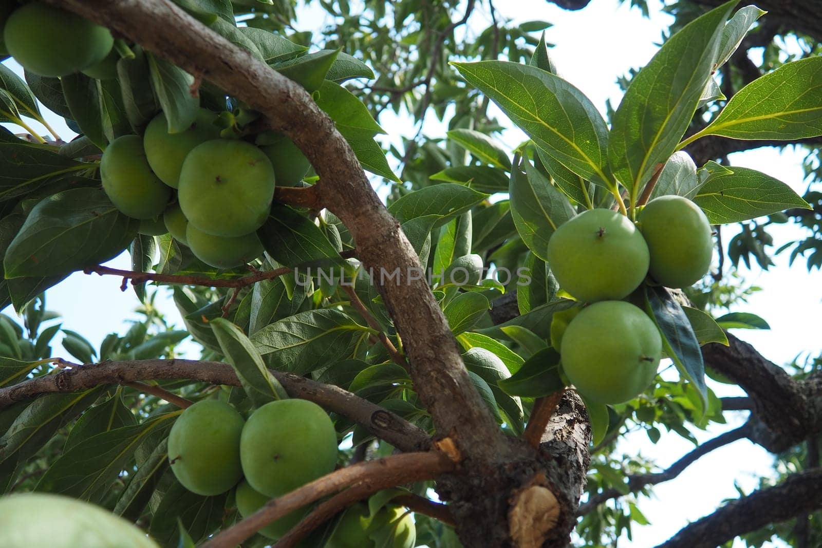 The persimmon is the edible fruit of a number of species of trees in the genus Diospyros. The most widely cultivated of these is the kaki persimmon, Diospyros kaki family Ebenaceae. Fruit on a branch.