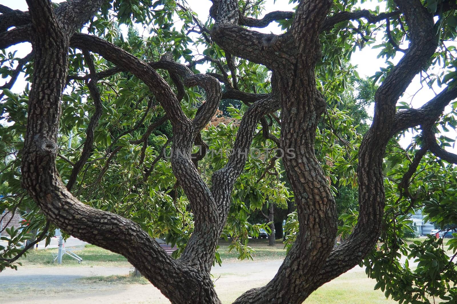 The persimmon is the edible fruit of a number of species of trees in the genus Diospyros. The most widely cultivated of these is the kaki persimmon, Diospyros kaki family Ebenaceae. Fruit on a branch.