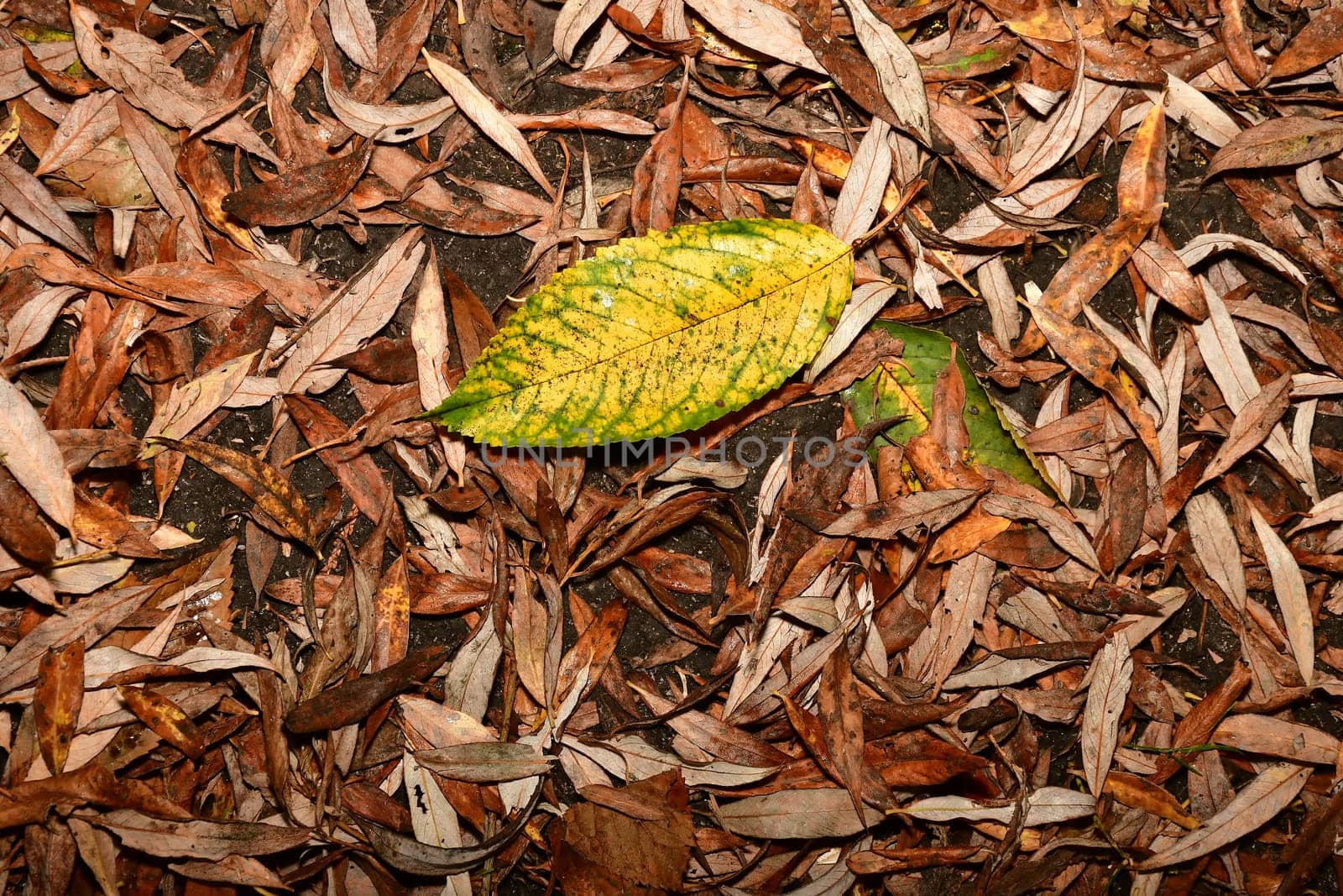 autumnal painted brown leaves with a yellow leaf