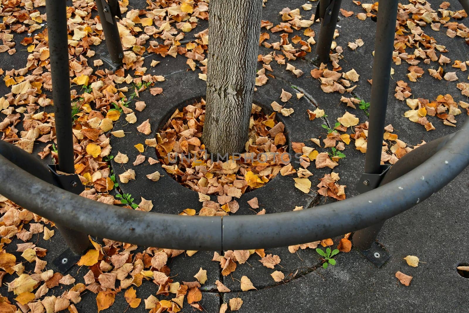 autumnal colored leaves on a street with an iron grid