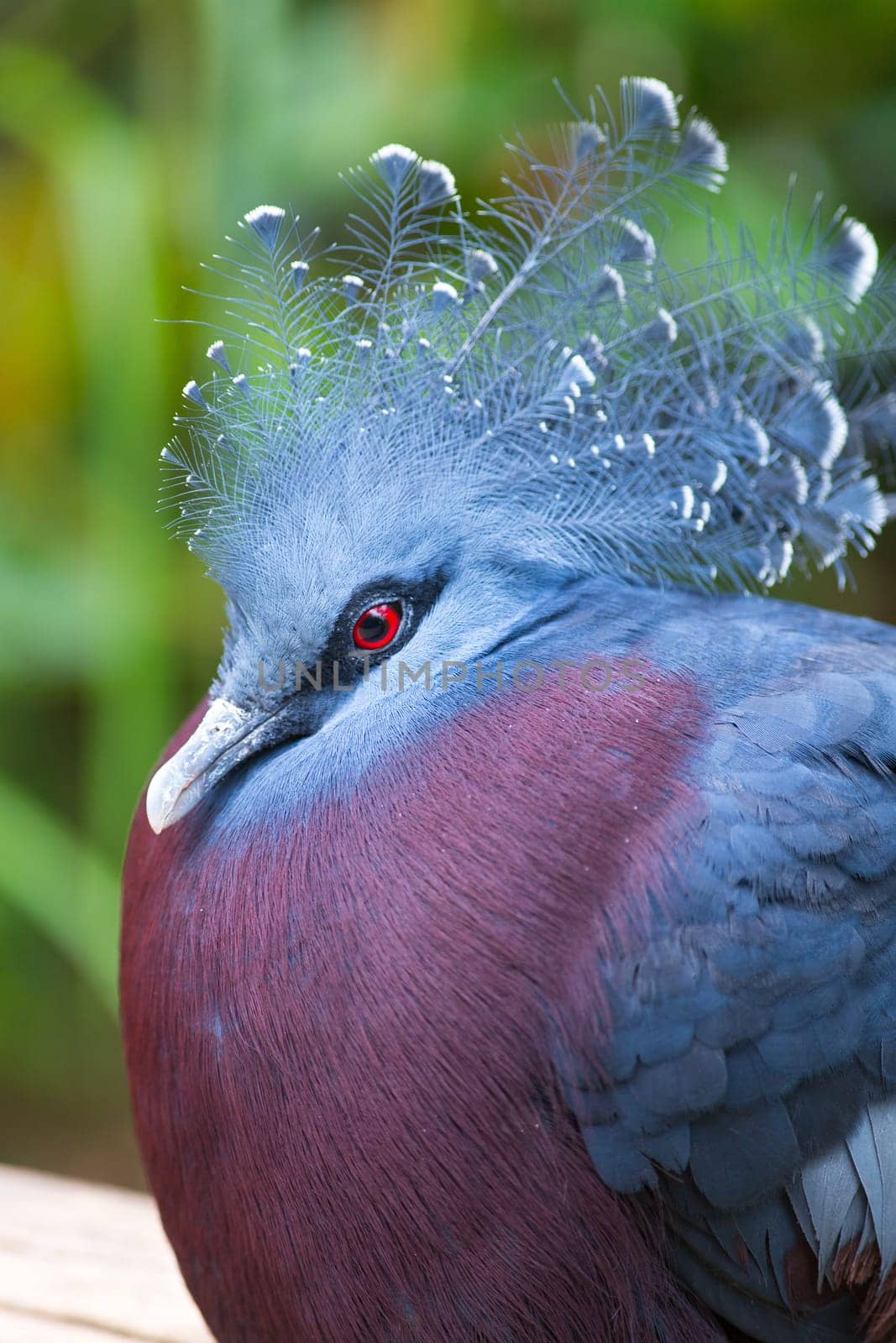 Victoria crowned-pigeon (Goura victoria) portrait, beautiful crowned pigeon from Papua New Guinea, vertical photography
