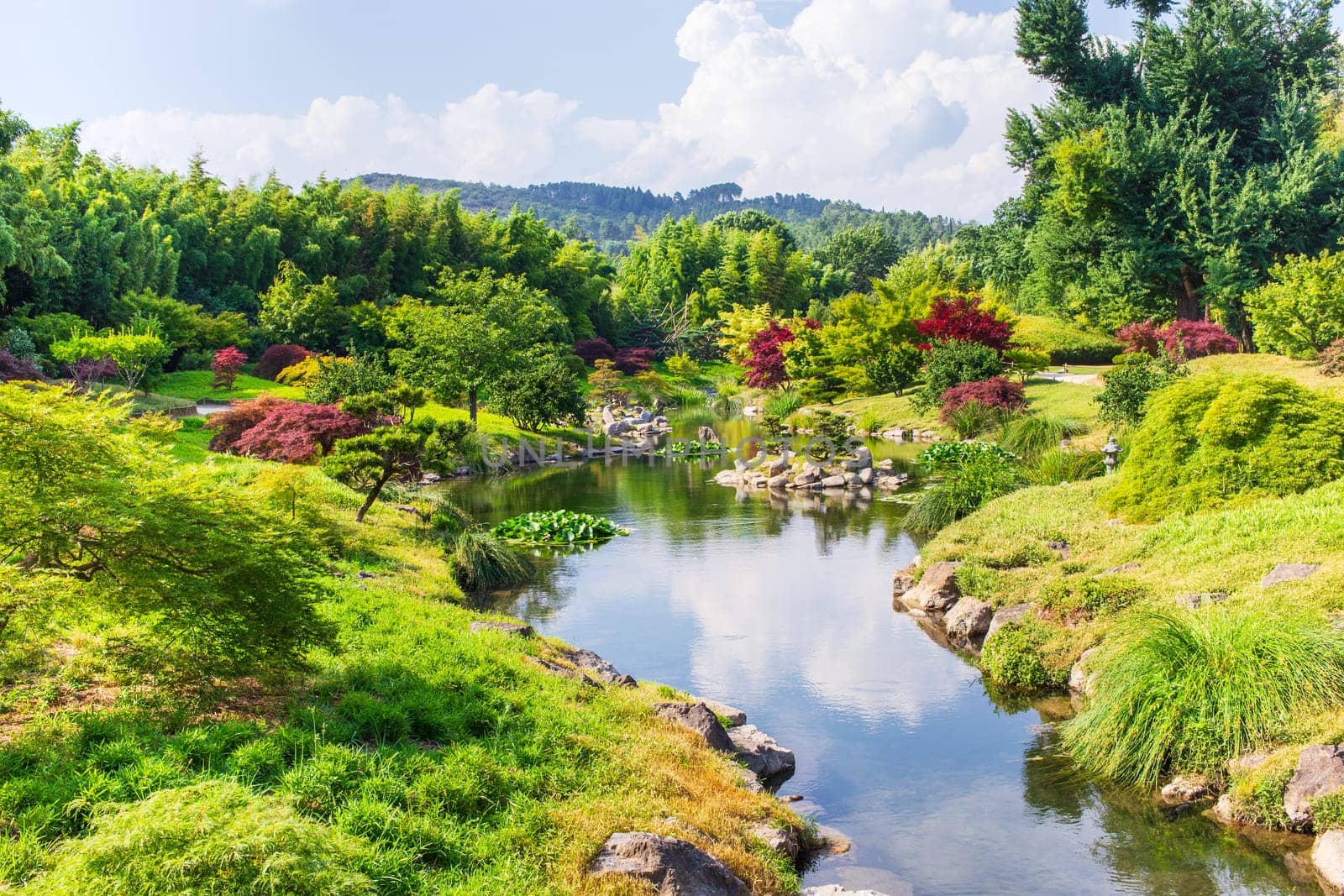 Japanese trees, garden and lush nature in spring