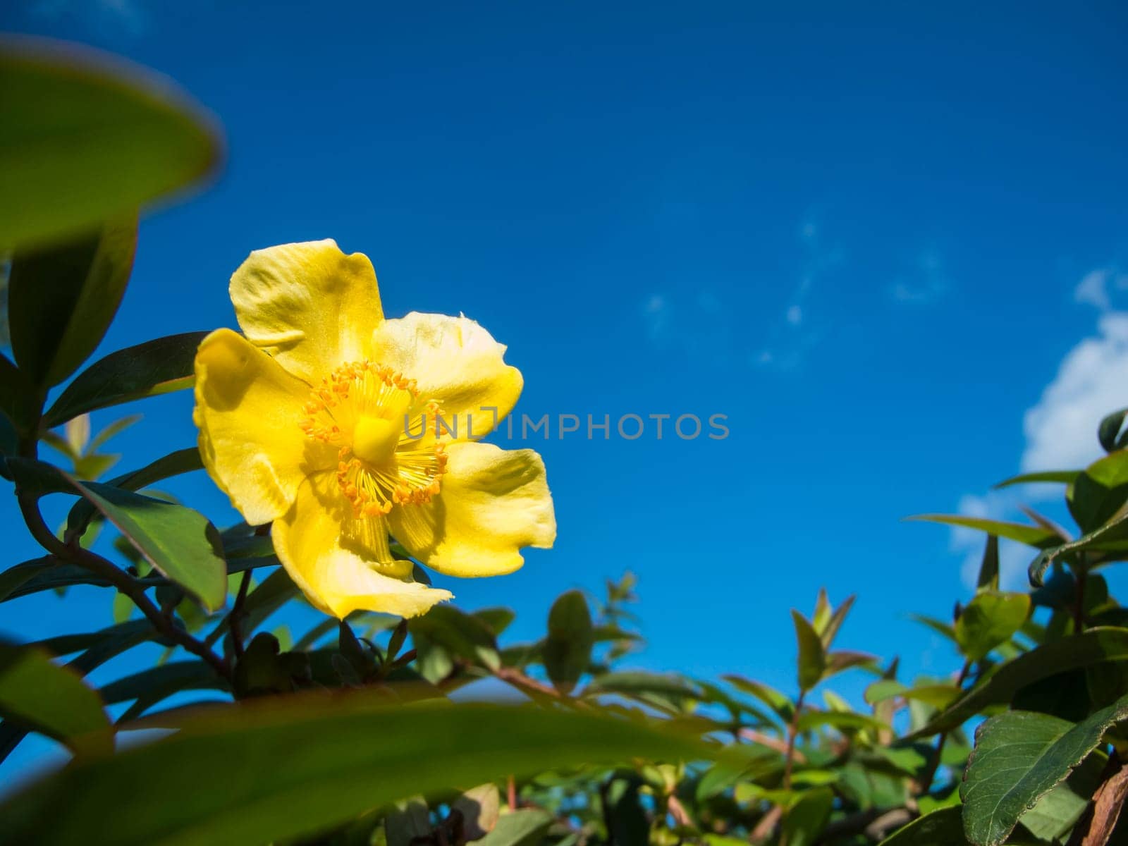 Close up view of a yellow rockrose (lat: Helianthemum nummularium) on the bush against a blue sky.