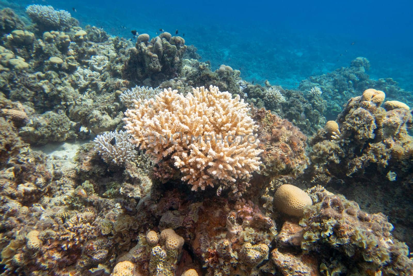 Colorful, picturesque coral reef at bottom of tropical sea, hard corals, underwater landscape