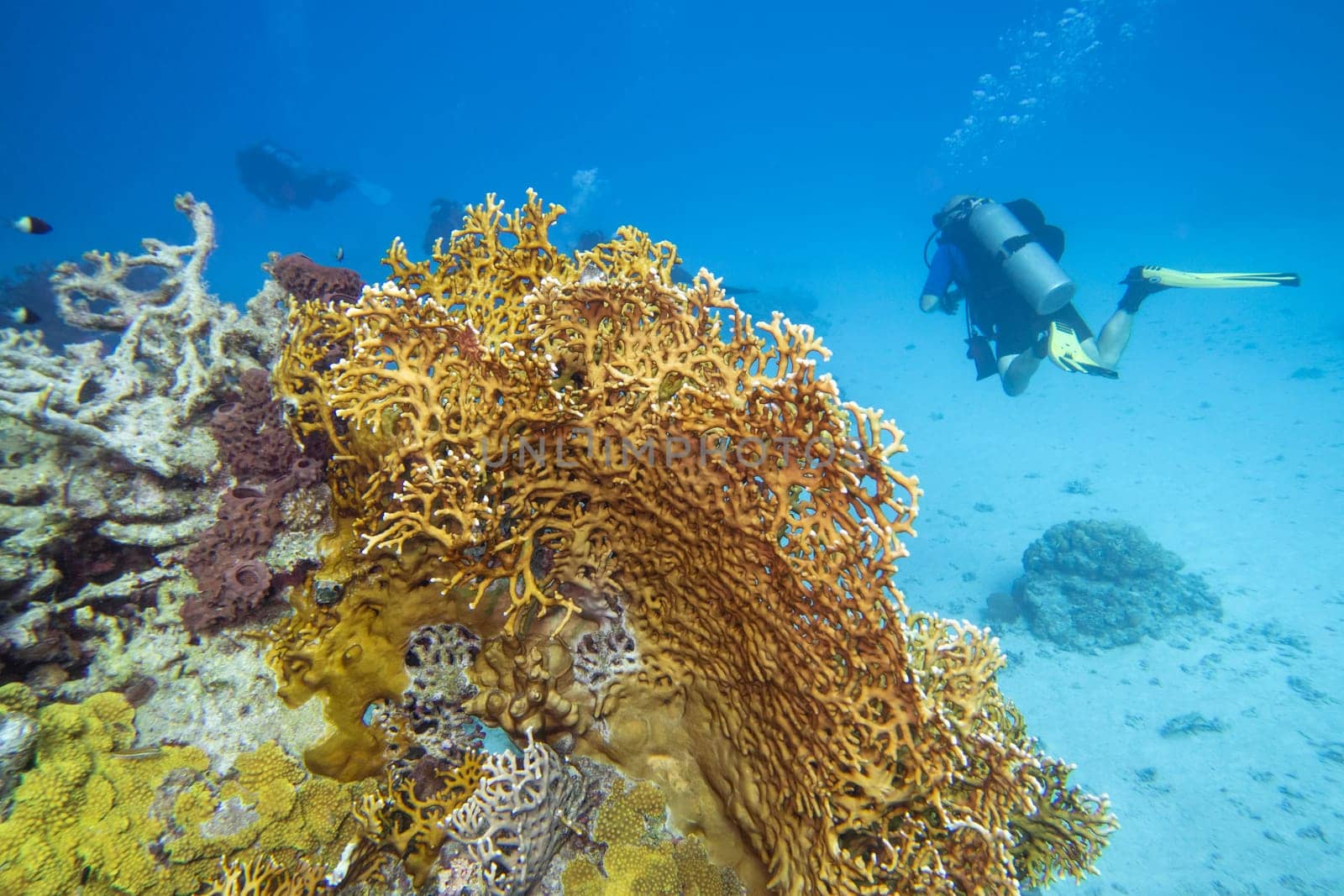 Colorful, picturesque coral reef at bottom of tropical sea, yellow fire coral, underwater landscape. A few divers in the distance