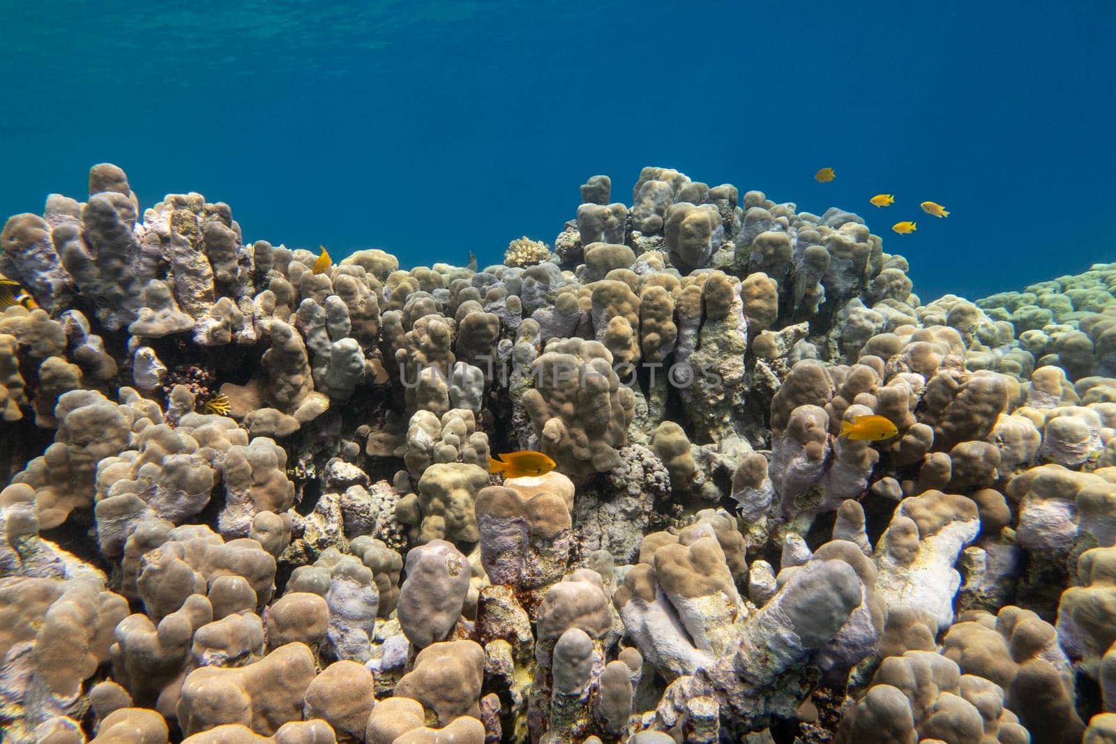 Colorful, picturesque coral reef at the bottom of tropical sea, great acropora corals, underwater landscape