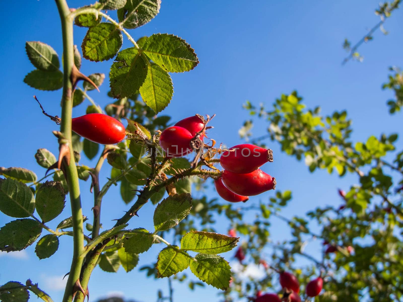 Bottom view of a dog rose bush (lat: Rosa canina) with ripe rose hips against a blue sky.