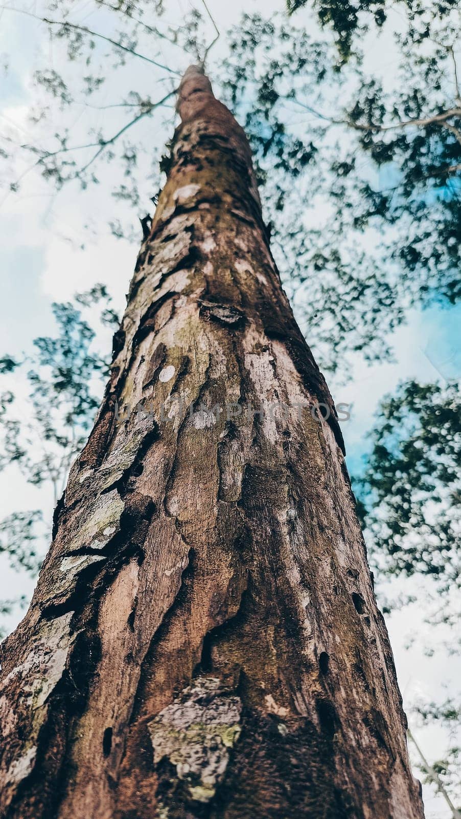 Stunning photo of a tall tree trunk, capturing its majestic height and natural beauty. Ideal for nature lovers and projects seeking inspiration from the great outdoors.