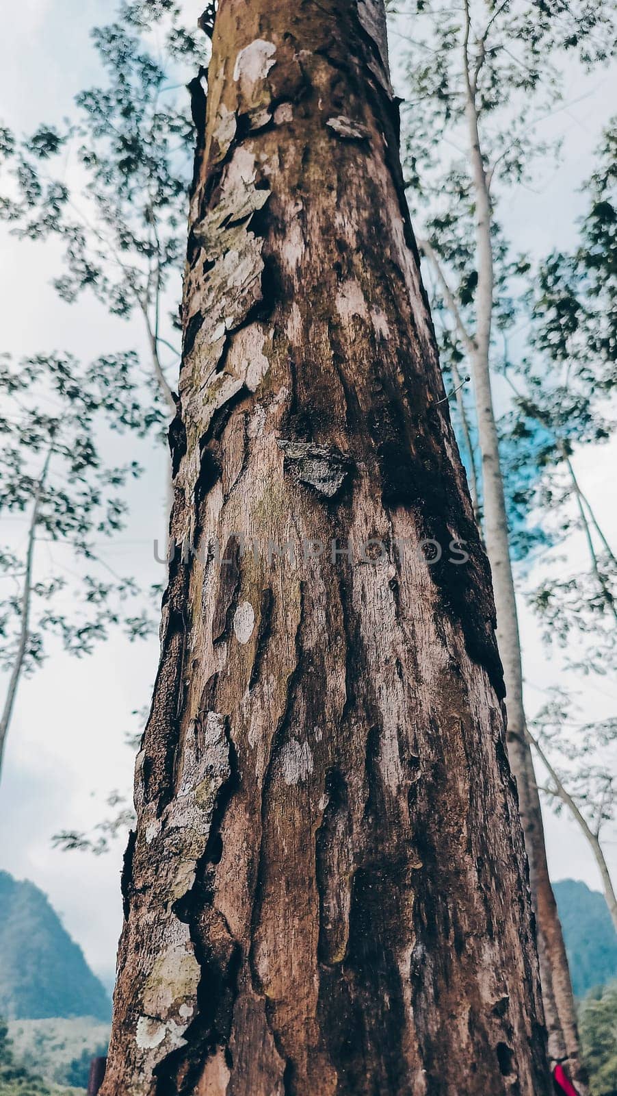 Stunning photo of a tall tree trunk, capturing its majestic height and natural beauty. Ideal for nature lovers and projects seeking inspiration from the great outdoors.