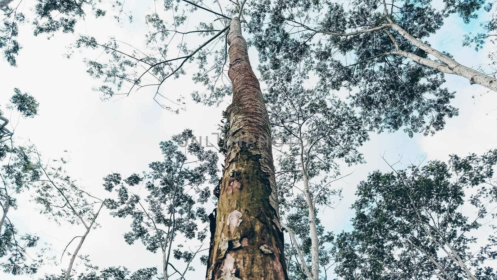 Stunning photo of a tall tree trunk, capturing its majestic height and natural beauty. Ideal for nature lovers and projects seeking inspiration from the great outdoors.