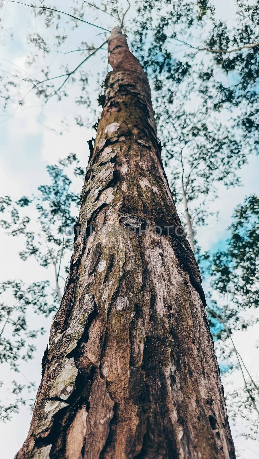 Stunning photo of a tall tree trunk, capturing its majestic height and natural beauty. Ideal for nature lovers and projects seeking inspiration from the great outdoors.