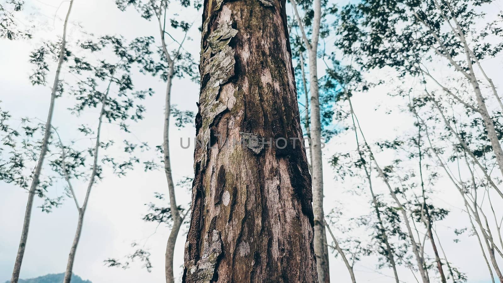 Stunning photo of a tall tree trunk, capturing its majestic height and natural beauty. Ideal for nature lovers and projects seeking inspiration from the great outdoors.