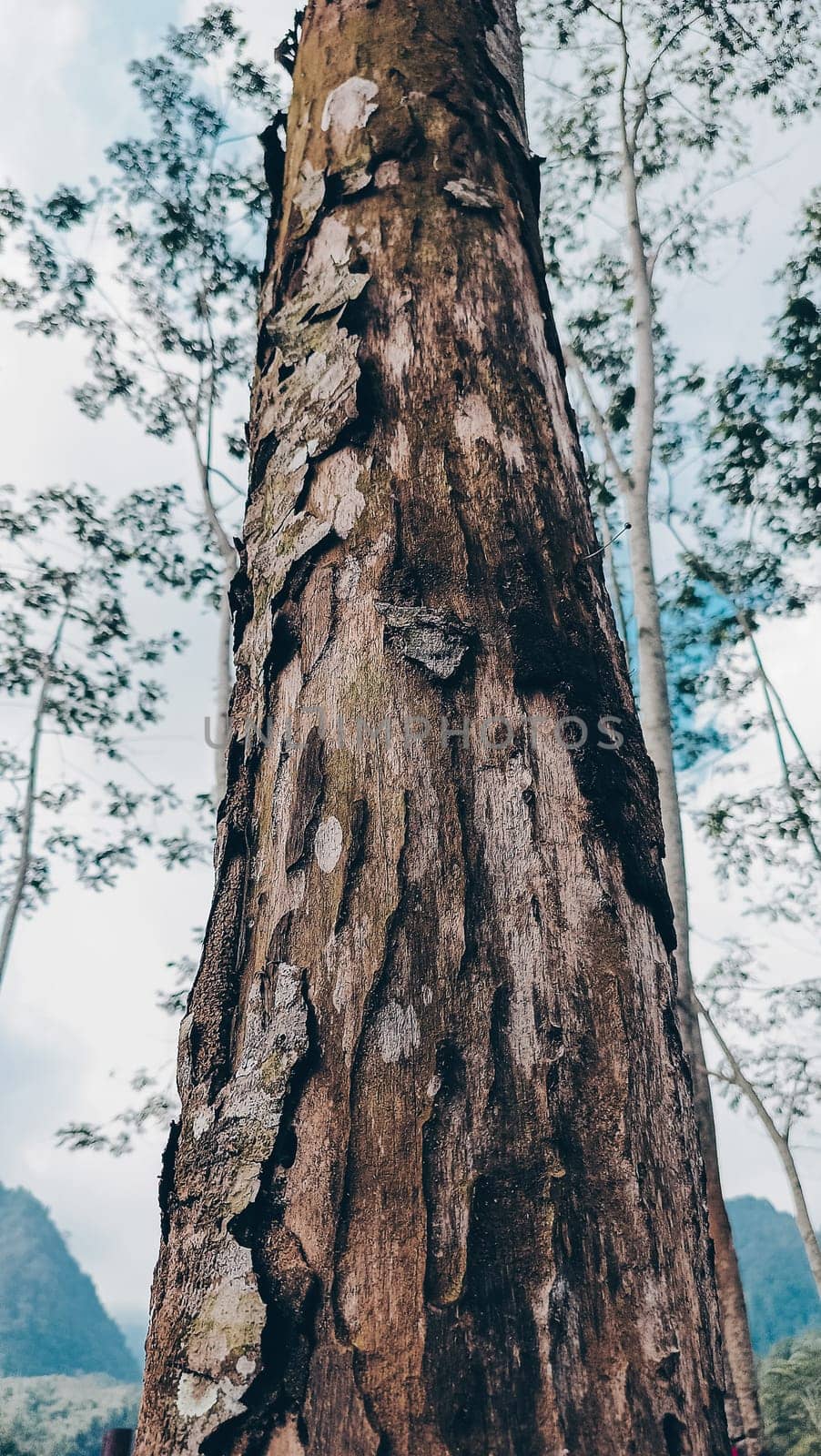 Stunning photo of a tall tree trunk, capturing its majestic height and natural beauty. Ideal for nature lovers and projects seeking inspiration from the great outdoors.