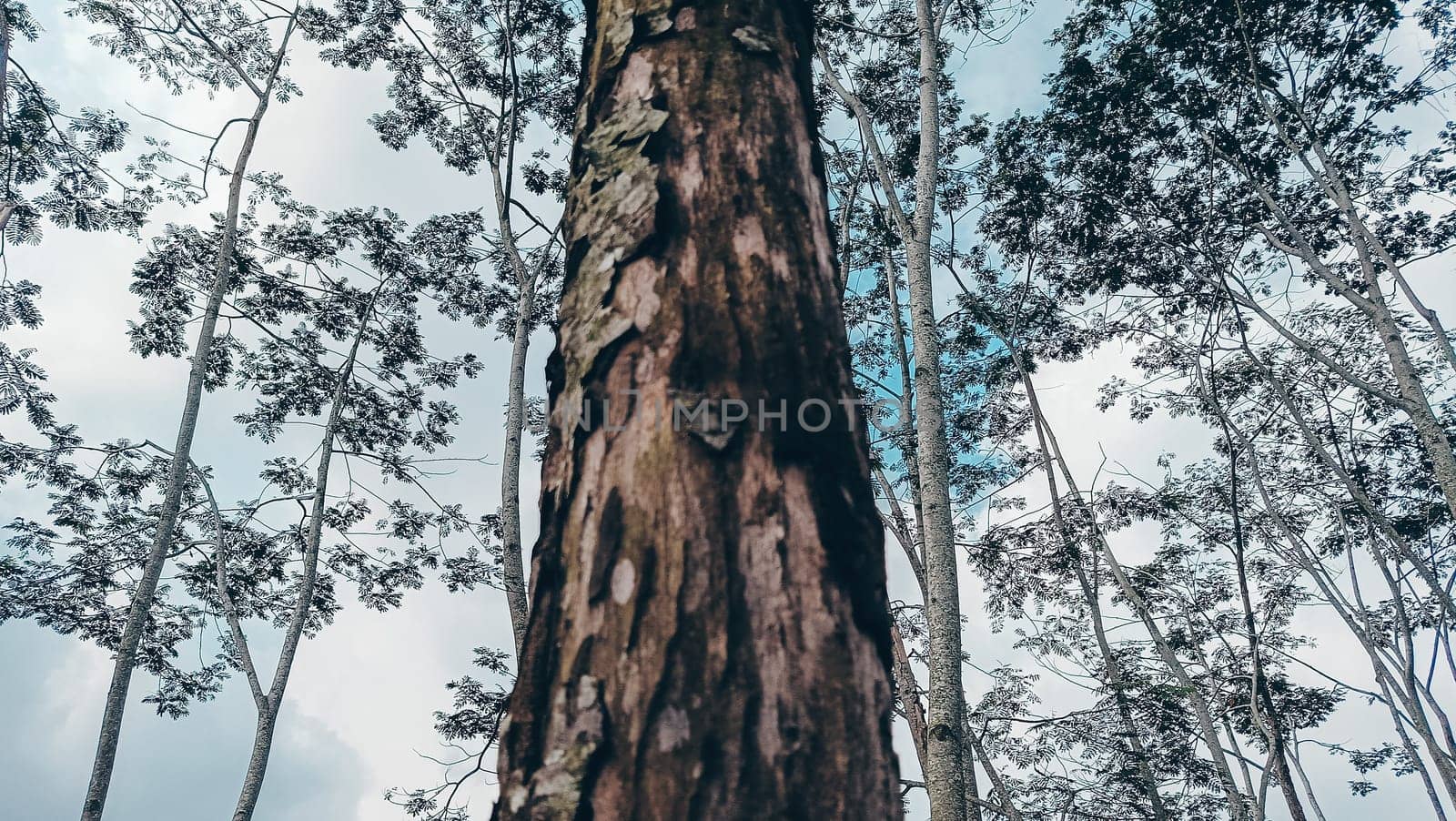 Stunning photo of a tall tree trunk, capturing its majestic height and natural beauty. Ideal for nature lovers and projects seeking inspiration from the great outdoors.