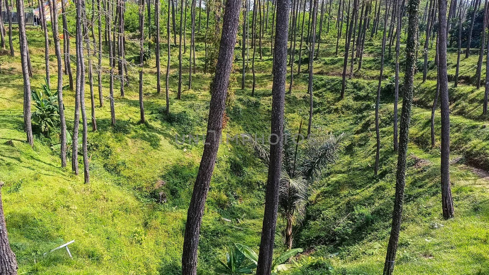A forest with many trees and a few bushes. The trees are tall and green. The forest is full of life and is a peaceful place to be
