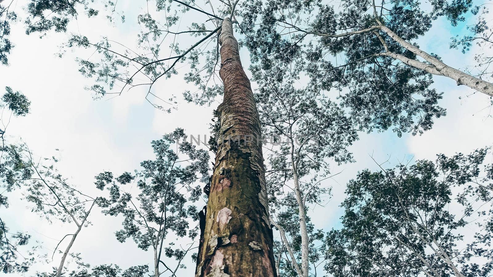 Stunning photo of a tall tree trunk, capturing its majestic height and natural beauty. Ideal for nature lovers and projects seeking inspiration from the great outdoors.