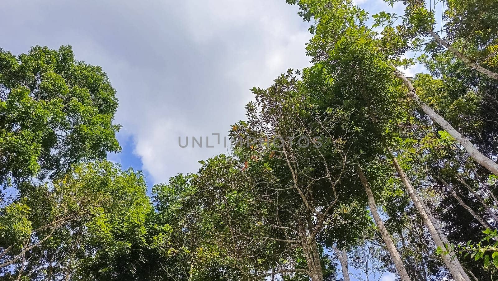 A forest with many trees and a few bushes. The trees are tall and green. The forest is full of life and is a peaceful place to be