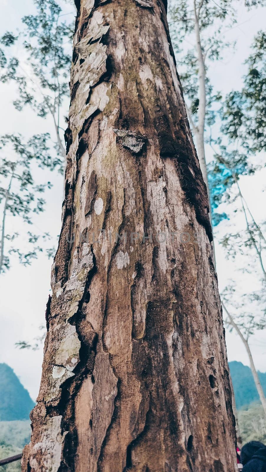 Stunning photo of a tall tree trunk, capturing its majestic height and natural beauty. Ideal for nature lovers and projects seeking inspiration from the great outdoors.