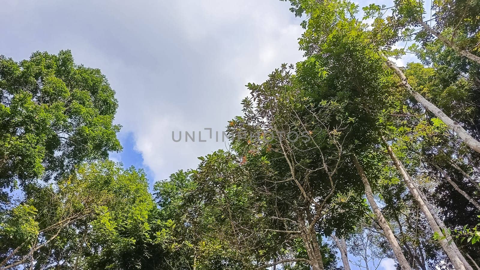 A forest with many trees and a few bushes. The trees are tall and green. The forest is full of life and is a peaceful place to be