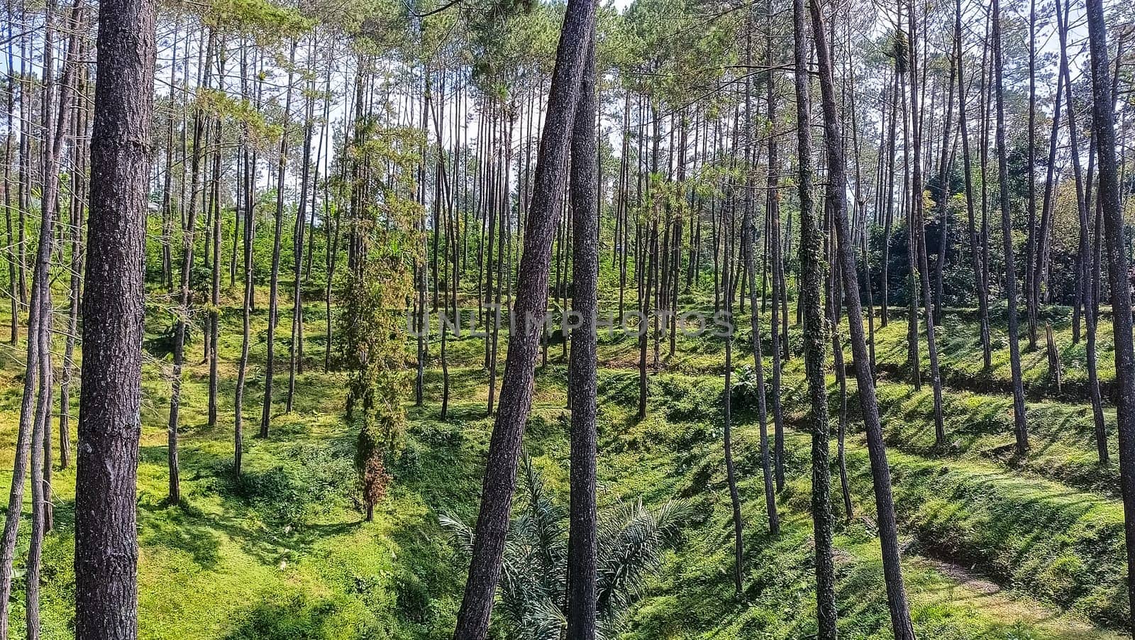 A forest with many trees and a few bushes. The trees are tall and green. The forest is full of life and is a peaceful place to be